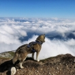 Husky na Mangartu
